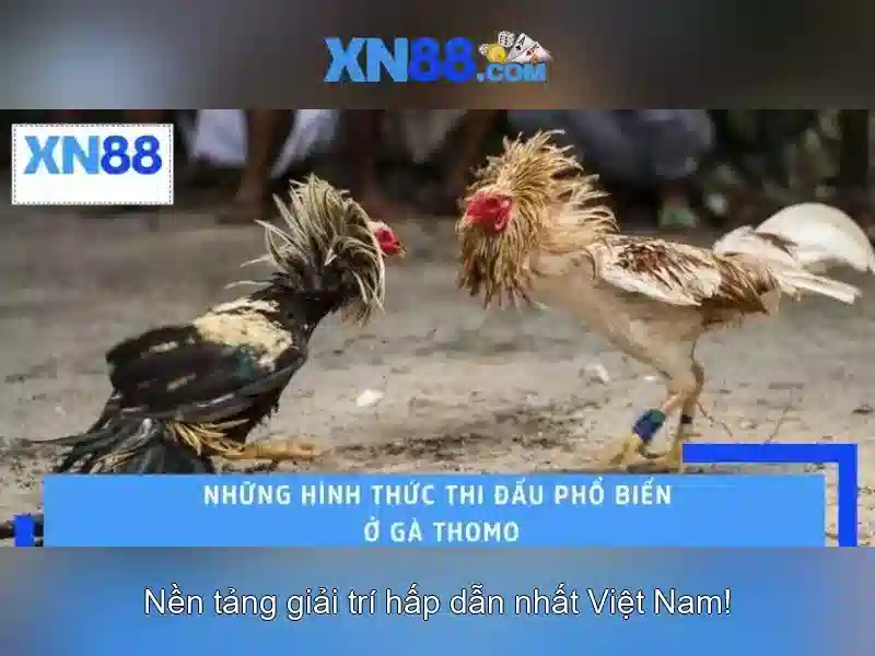 Lịch sử và phát triển của xn88