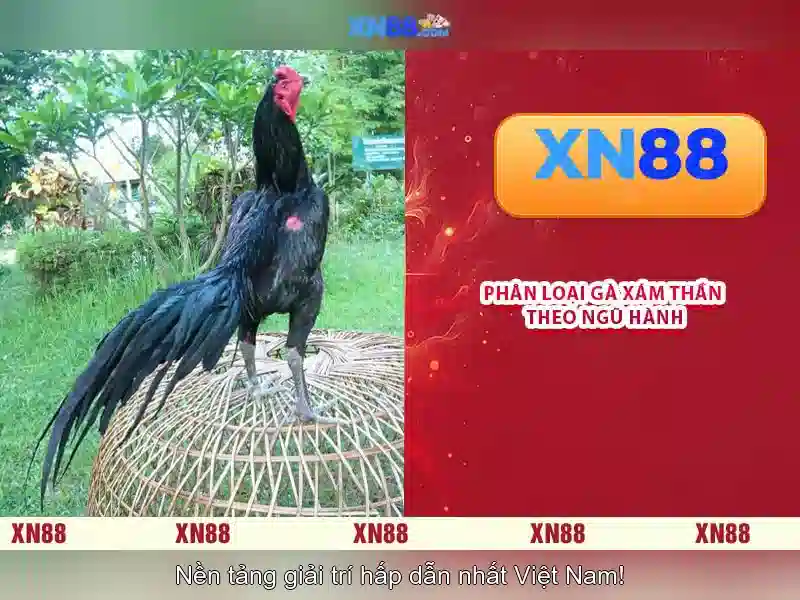 Lịch sử và giấy phép